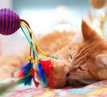 5 Modi per aiutare a mantenere il vostro gatto coperta attiva