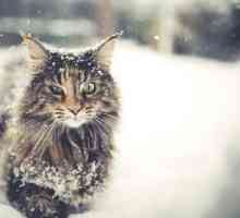5 Winter grooming suggerimenti per i gatti