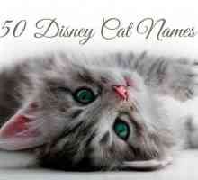 50 Nomi del gatto Disney