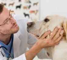 52 Più grandi proprietari di cani errori fanno: il veterinario dissacrante parla