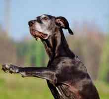 6 Miti comportamento del cane comune sballato