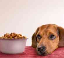 6 Alimenti che si deve evitare l`alimentazione per i cani