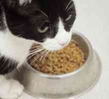 6 Cose gatti amano più del cibo