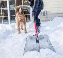 6 Consigli per aiutare il vostro cane a banale nella neve