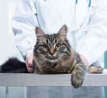 6 Modi per risparmiare sulle bollette veterinario