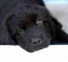 60 Nomi per cani neri: maschio, femmina, cazzuto, e divertente
