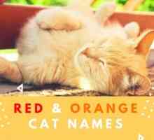 60 Nomi gatto rosso e arancione
