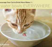 7 Modi creativi per incoraggiare il vostro gatto a bere più acqua
