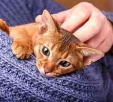 7 Motivi per essere grati per i gatti
