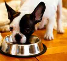 7 Cose che dovreste sapere su leggere le etichette degli alimenti per animali domestici
