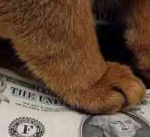 7 Consigli per risparmiare soldi sulla cura del gatto