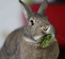 7 Modi conigli sono animali domestici eco-friendly