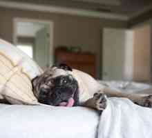 8 Razze di cani più probabilità di russare