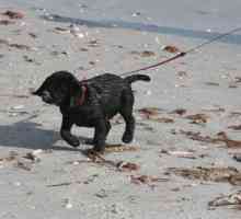 8 Spiagge dog-friendly in tutto il paese