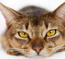 9 Razze di gatti più attivi