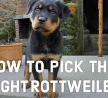 Una guida per la scelta del vostro cucciolo rottweiler