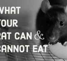 Un elenco di alimenti sicuri e pericolosi per il vostro ratto domestico