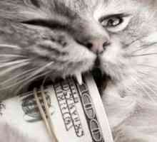 Un importante investimento: i costi associati alla proprietà del gatto