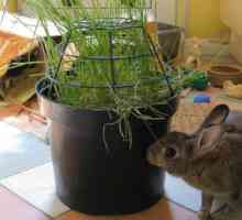 Un mini giardino per il vostro coniglio