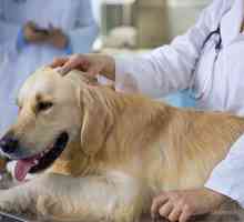 Un check-up approfondito cane: cosa aspettarsi e come si può aiutare