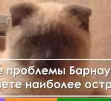 Una città in Siberia vuole eleggere un gatto come sindaco