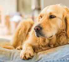 Insufficienza renale acuta 101: quello che i genitori dovrebbero sapere cane