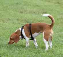 Tutti i circa beagles e la loro incredibile senso dell`olfatto