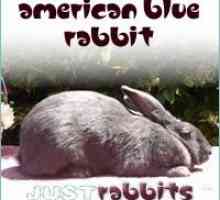 Coniglio americana