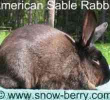 Rabbitsiamesesable americana sable, conigli martora martora (uk)