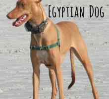 Nomi di cane egiziana antica