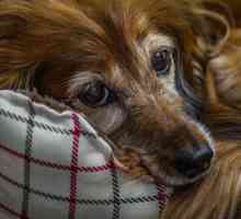 Anestesia e chirurgia: quattro storie di successo di alto livello per cani