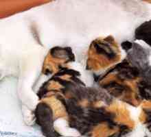 Beneficenza animali avvertono il potenziale cat-astrophe - ottenere il vostro gatto sterilizzato il…