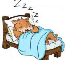 Hamster sonno: tutto quello che dovete sapere sul sonno criceto