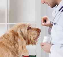 Sono farmaci per il dolore a lungo termine (FANS) sicuro per i cani?