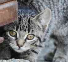 Sono gatti esterni sotto attacco?