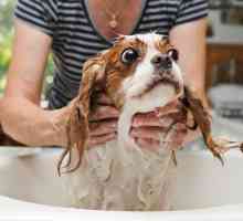 Sei il bagno al vostro cane non va?