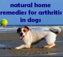 Artrite nei cani: trattamento, casa rimedi naturali, i sintomi