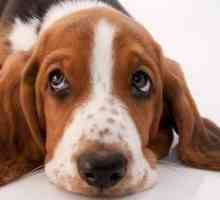 Basset nomi di cane segugio: nomi cool per Basset Hound cani di razza