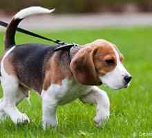 Battersea offre microchip cane libero e incisione tag a Thamesmead fete