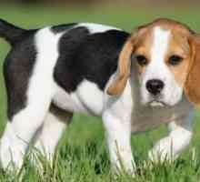 Nomi di cane Beagle: nomi cool per i cani di razza beagle