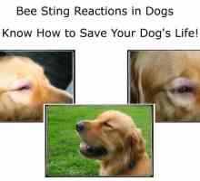 Reazioni puntura d`ape e di trattamento per i cani