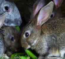 Problemi di comportamento in conigli