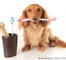 Benefici di olio di cocco per i denti dei cani