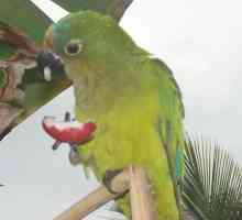 Le migliori nomi pappagallo brasiliano