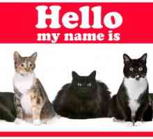 Le migliori nomi del gatto