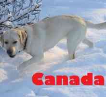 Migliori grandi razze di cani provenienti da Canada