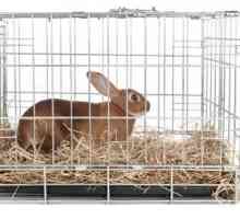 Miglior tipo di gabbie per conigli