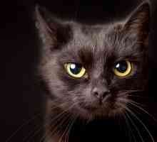 La sindrome del gatto nero