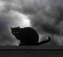I gatti neri: i pericoli di Halloween, miti motivanti
