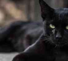 I gatti neri: il mito, la leggenda, e la scienza